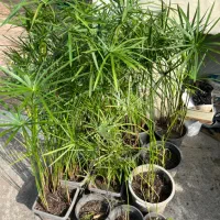 تعدادی گل بیرونی گلدانی ریشه دار سالم قیمت مناسب|گل و گیاه طبیعی|رامسر, |دیوار