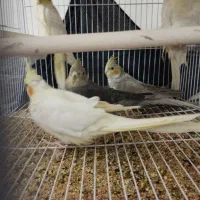 عروس هلندی لوتینو و خاکستری و ابلق