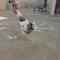 خروس 7ماهه