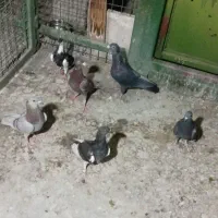کفتر دورگ