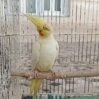 جوجه عروس هلندی لوتیتو زعفرونی|پرنده|مرودشت, کناره|دیوار