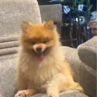 سگ پامرین پرتغالی