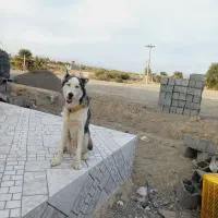 واگذاری سگ  اسکی  نر