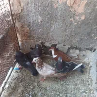 کبوتر