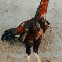 جوجه لاری ۱ماهه|حیوانات مزرعه|پیرانشهر, |دیوار