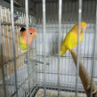 طوطی برزیلی مولد نژاد اوپال اورنج فیس|پرنده|تهران, نازیآباد|دیوار