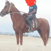 اسب|اسب و تجهیزات اسب‌سواری|بندرعباس, |دیوار