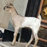 بز صومال|حیوانات مزرعه|بندرعباس, |دیوار