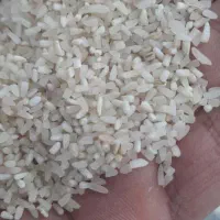 نیمدانه لاشه درشت فجر و شیرودی