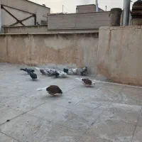 کبوتر پرشی.