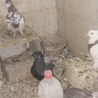 کفتر.|پرنده|شیراز, اصلاحنژاد|دیوار