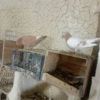 فروش کبوتر