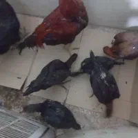 جوجه لاری|حیوانات مزرعه|بیرجند, |دیوار