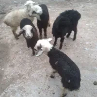 گوسفند وبره