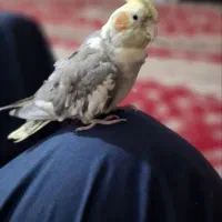 عروس هلندی|پرنده|کلاله, |دیوار