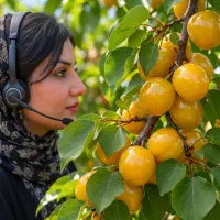 نهال آلو قطره طلا در قیدار،قیمت مناسب و کیفیت عالی