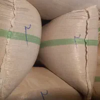 سلام  بذر شالی فجر