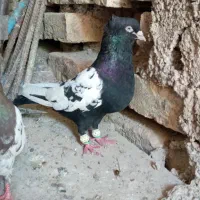 کبوتر سینه سیاه|پرنده|مرودشت, تخت جمشید|دیوار