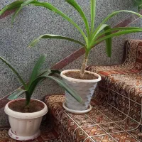 گل اشک ملکه موزی پتوس ابلق