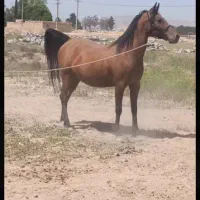 مادیون|اسب و تجهیزات اسب‌سواری|مرودشت, شهرک مهدیه|دیوار