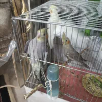 عروس هلندی|پرنده|قم, انسجام|دیوار