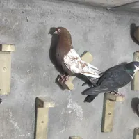 بیله کفتر (کبوتر) خوشگل|پرنده|کرمان, |دیوار