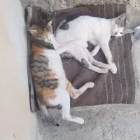 عروسک گربه|اسباب‌بازی بچه|برازجان, |دیوار