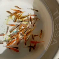 ماهی قرمز|ماهی|بابل, |دیوار