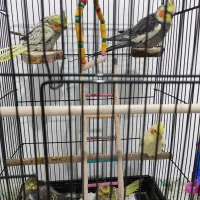 جفت عروس هلندی جوان به همراه جوجه|پرنده|شیروان (خراسان), |دیوار