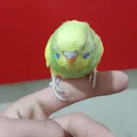 مرغ عشق|پرنده|اراک, |دیوار