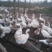 فروش غازهای محلی و دورگ