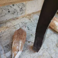 کفتر دم چتری گردن لرزون بلدرچین مینیاتوری|پرنده|وحیدیه, |دیوار