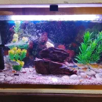 ماهی کوی و گلد فیش