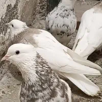 کبوتر طوقی ۶ دانگ