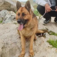 سگ ژرمن جهت جفت گیری