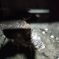 بوقلمون تخم گذار یکساله