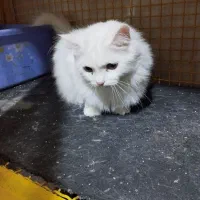 پرشین کلاسیک با سابقه زایمان موفق|گربه|تبریز, |دیوار