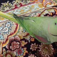 شاه طوطی|پرنده|مسجد سلیمان, |دیوار