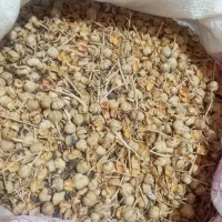 اسپند|گل و گیاه طبیعی|یاسوج, |دیوار