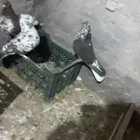 کبوتر