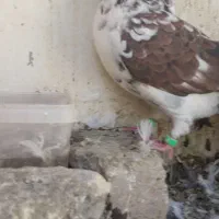 کبوتر|پرنده|اصفهان, بهرام‌آباد|دیوار