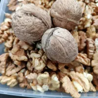 گردو به شرط