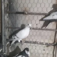 کفتر شهری پلاکی|پرنده|شیراز, قلعه شاهزاده بیگم|دیوار