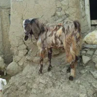 بزغاله نر پلنگی پاکستانی