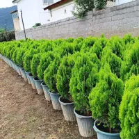 فروش گل و گیاه باغبانی طراحی فضای سبز کاشت گل