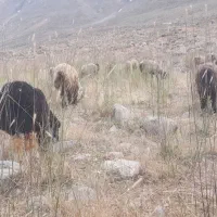 گوسفند داشتی