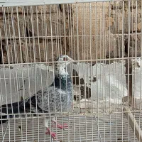 آلمانی نر|پرنده|بجنورد, |دیوار