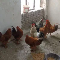 فروش خروس 6 عدد