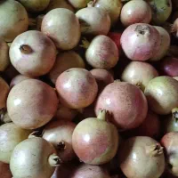 انار قره داغ|خوردنی و آشامیدنی|منجوان, |دیوار