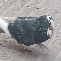 کبوتر طوقی و پلنگ